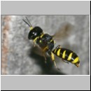 Ectemnius cavifrons oder ruficornis - Grabwespe w07b 12mm.jpg